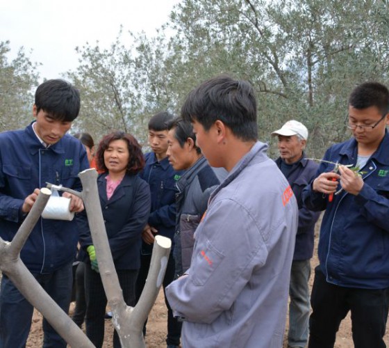 公司從產(chǎn)業(yè)鏈起始端著手，引進(jìn)良種優(yōu)苗，繁育基地苗圃，優(yōu)化樹(shù)種，以?xún)?yōu)質(zhì)的橄欖樹(shù)苗為生產(chǎn)特級(jí)初榨橄欖油提供基礎(chǔ)保障。在以自建萬(wàn)畝國(guó)家標(biāo)準(zhǔn)化油橄欖..